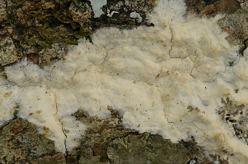 Hyphoderma setigerum